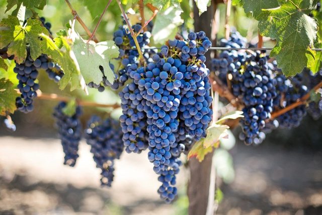 De la terre qui aliment la vigne qui produit le raisin qui sera transformé en vin